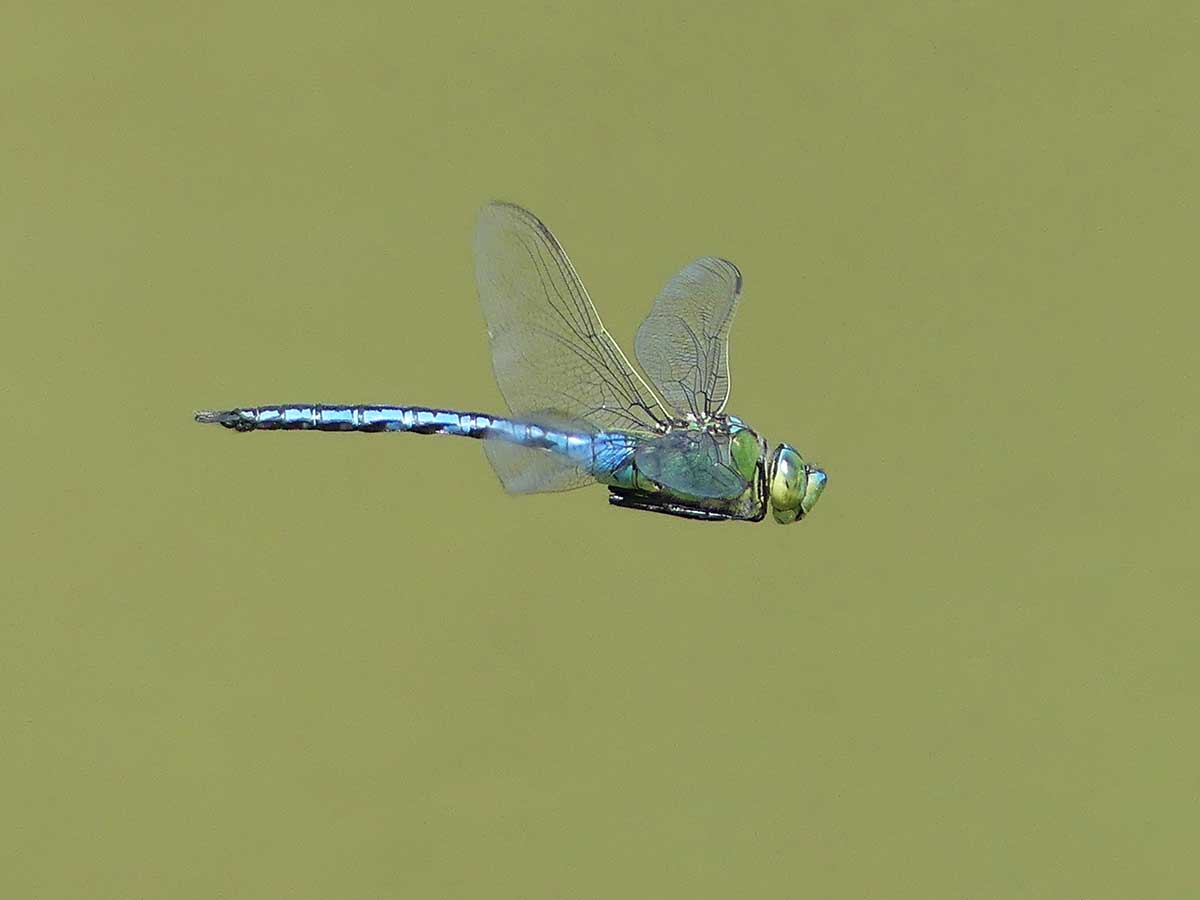 Anax_imperator
